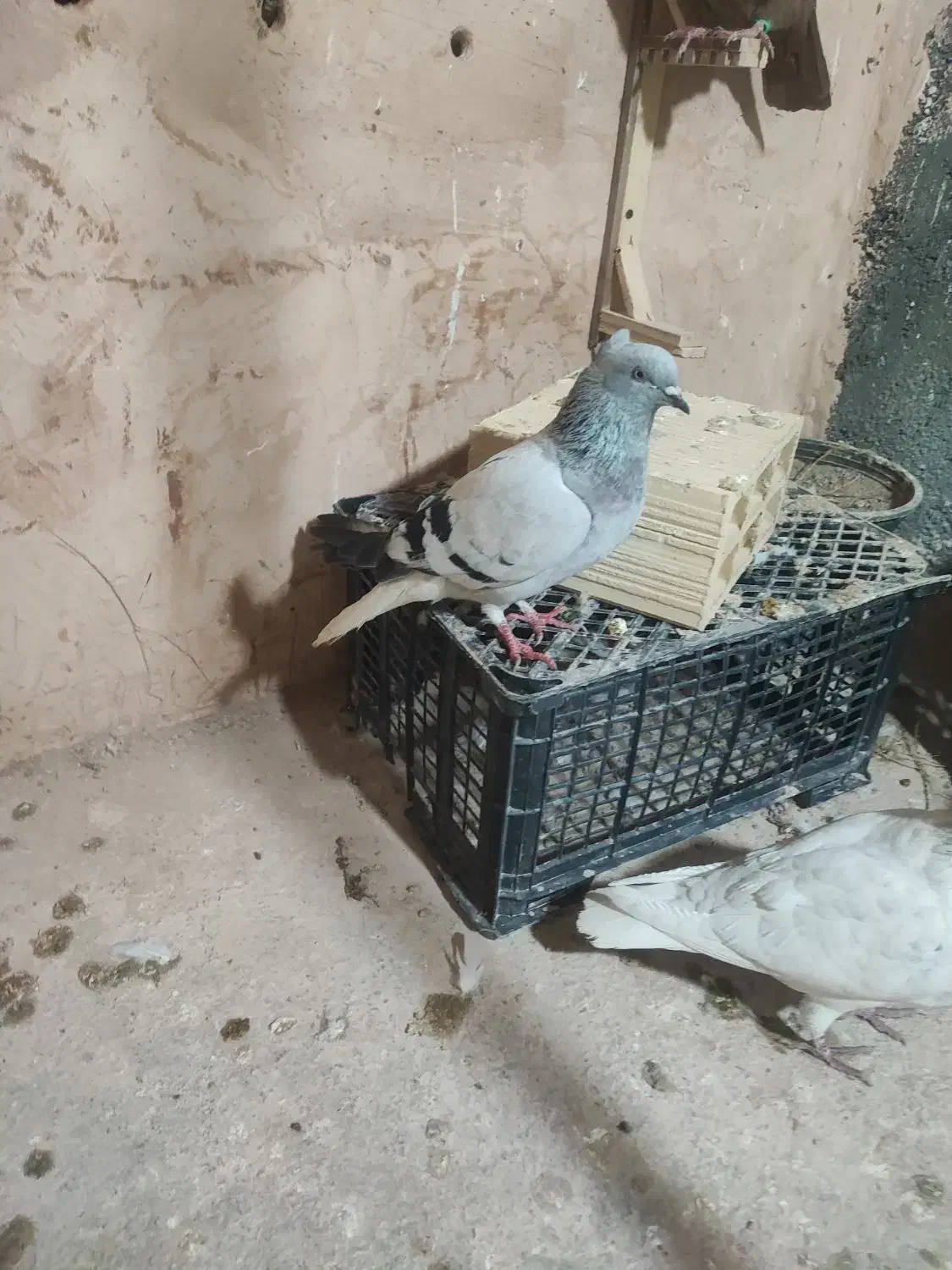 کفتر صید|پرنده|اسفراین, |دیوار