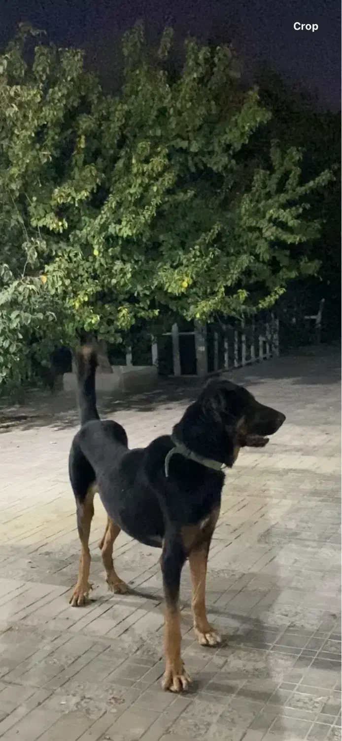 سگ نگهبان|سگ|تهران, آذری|دیوار