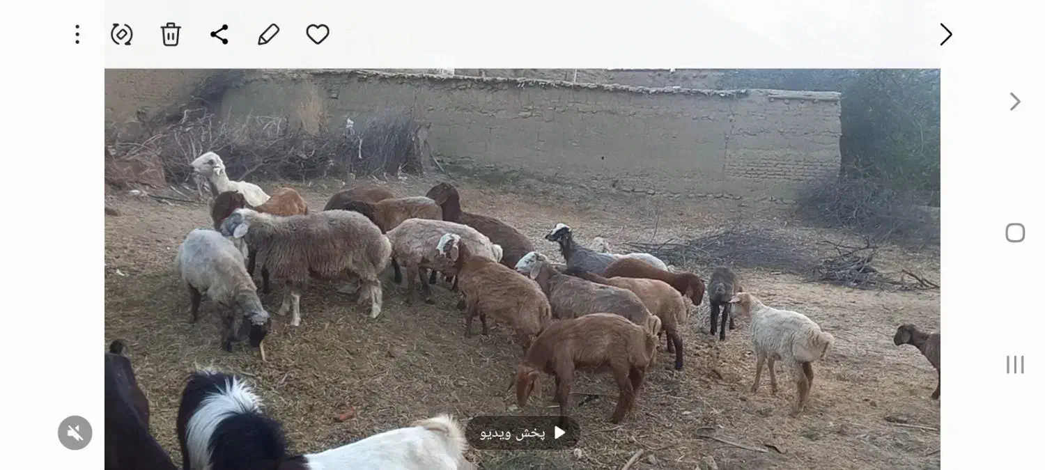فروش‌بره‌درجه‌یک|حیوانات مزرعه|شیروان (خراسان), |دیوار