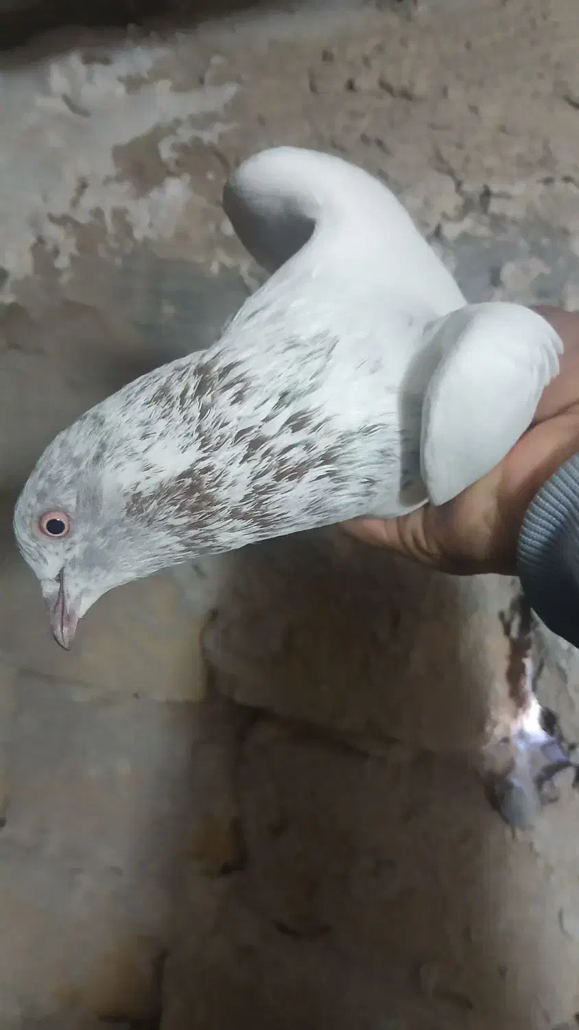 ۵ عدد کفتر|پرنده|آران و بیدگل, |دیوار