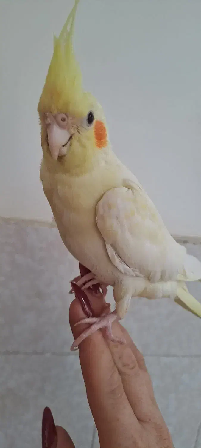 گمشده عروس هلندی|پرنده|جهرم, |دیوار