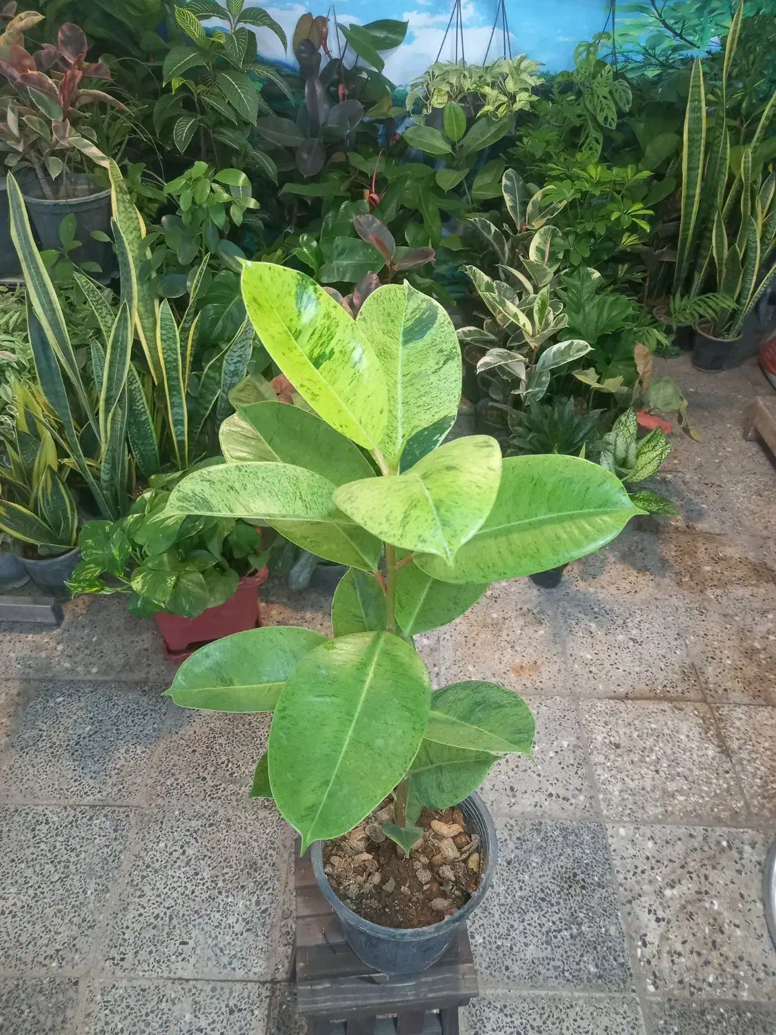 حراج گلهای باکیفیت اپارتمانی|گل و گیاه طبیعی|شهرکرد, |دیوار