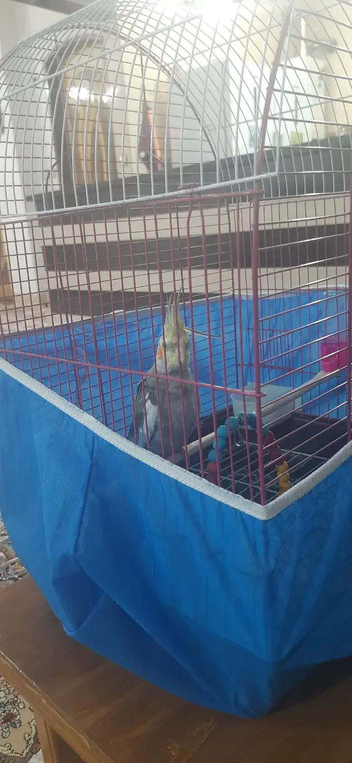 عروس هلندی نر با قفس و تجهیزات|پرنده|پیر بکران, |دیوار