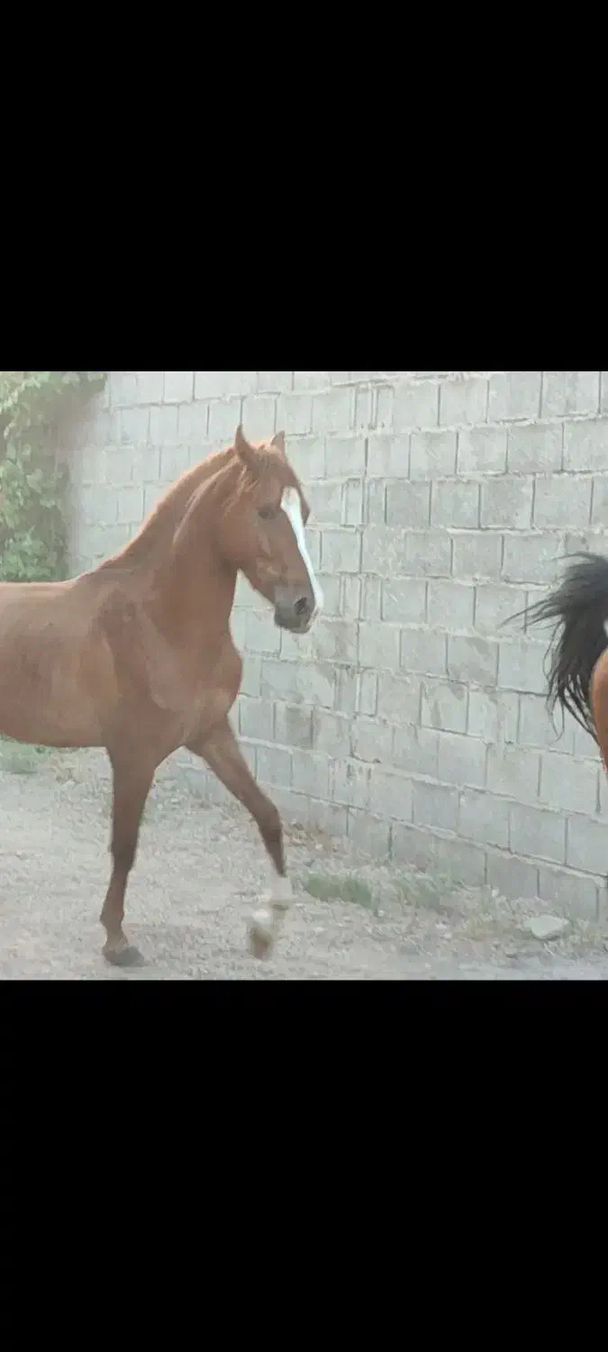 نریون عرب|اسب و تجهیزات اسبسواری|تهران, جوادیه|دیوار