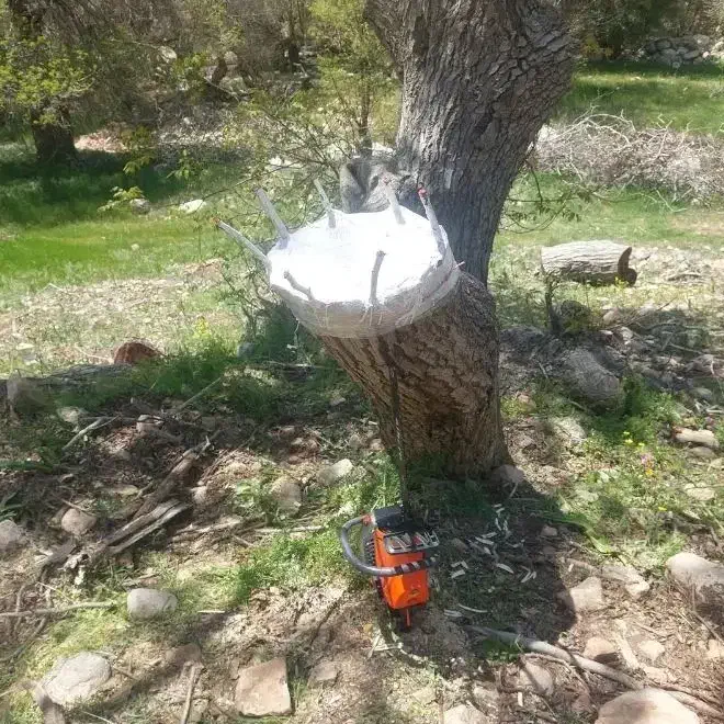 پیوند گردو|خدمات باغبانی و درختکاری|خرم‌آباد, |دیوار