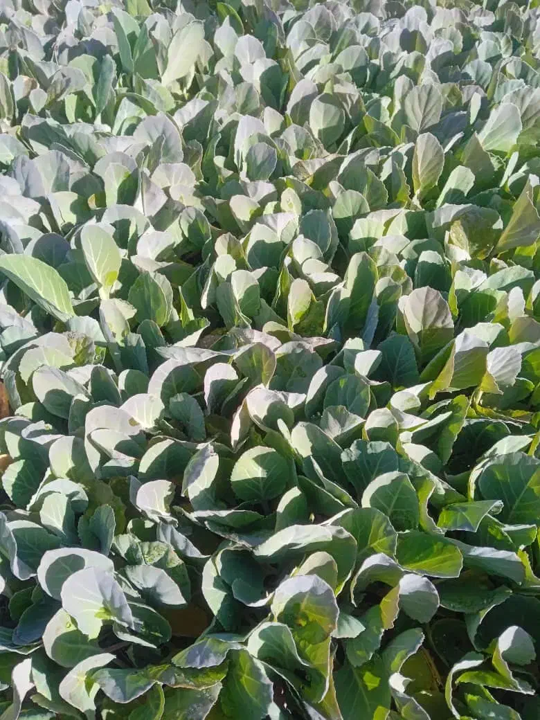 نشا کلم گلوپ مستر|عمدهفروشی|توکهور, |دیوار