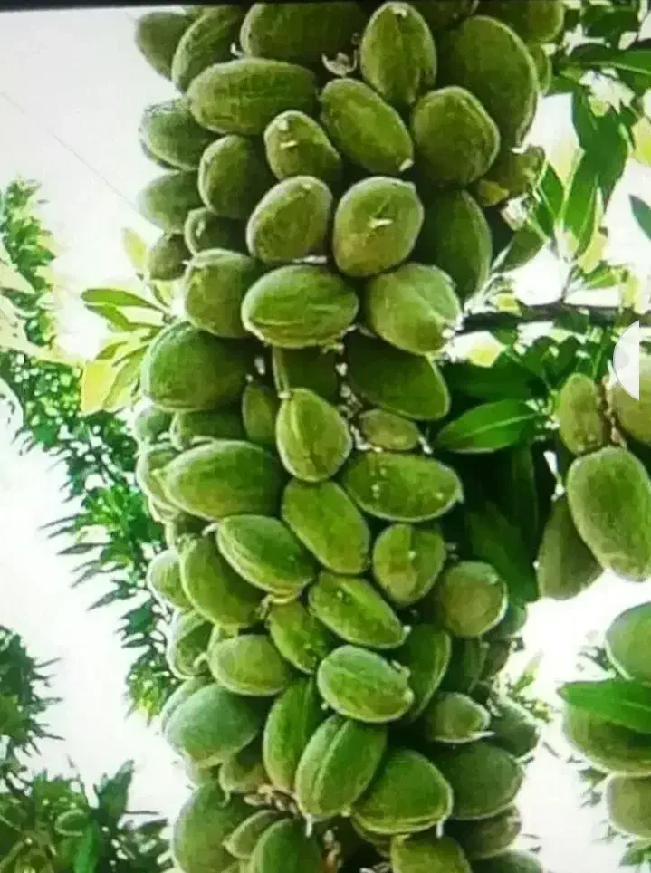 نهال گردو بادام وانواع سنجد حاج حسین، قزل ،دروار|گل و گیاه طبیعی|خسروشاه, |دیوار