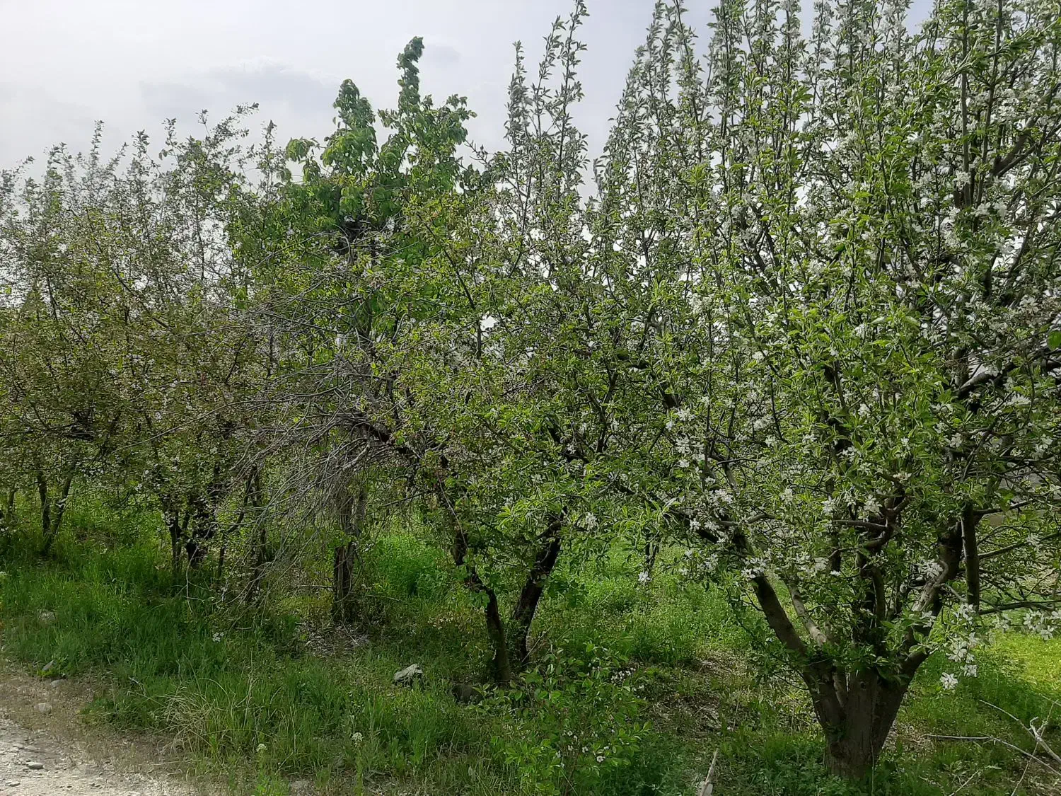 فروش باغ|فروش زمین و ملک کلنگی|گلمکان, |دیوار