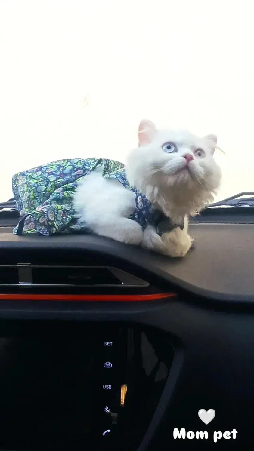 گربه پرشین|گربه|قزوین, |دیوار