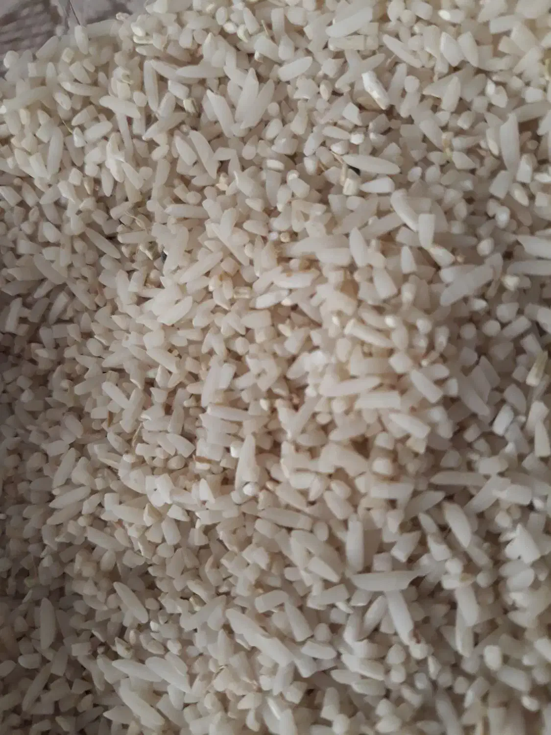 برنج میانباری دم سیاه|عمدهفروشی|گرگان, |دیوار