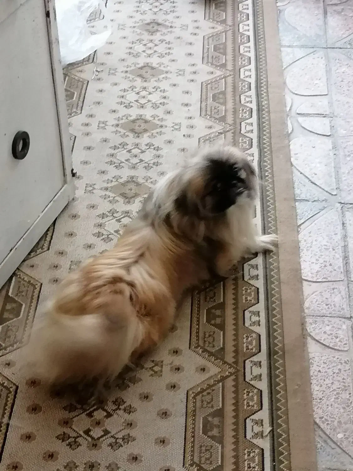 سگ نژاد دار خونگی|سگ|گرگان, |دیوار