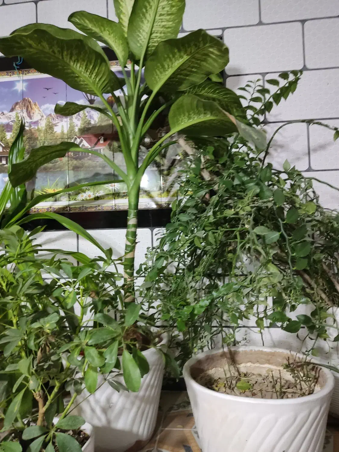 گل وگیاه|گل و گیاه طبیعی|نورآباد ممسنی, |دیوار