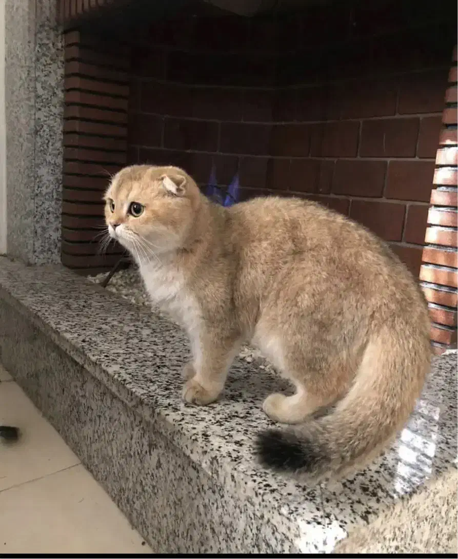 واگذاری گربه اسکاتیش|گربه|فردیس, فردیس|دیوار