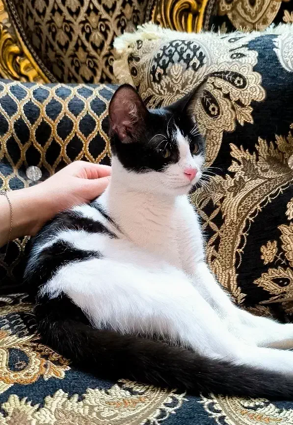 واگذاری  بچه گربه تاکسیدو باهوش|گربه|رشت, منظریه|دیوار