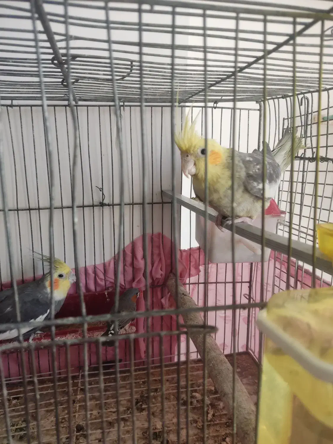 یک جفت عروس هلندی مولد|پرنده|زاهدان, |دیوار