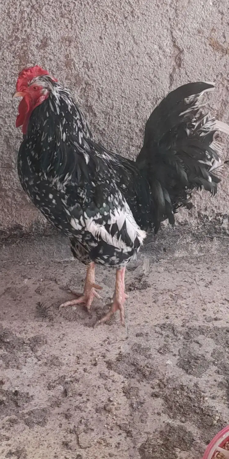 تخم نطفه دار گلین اصیل|حیوانات مزرعه|قزوین, |دیوار