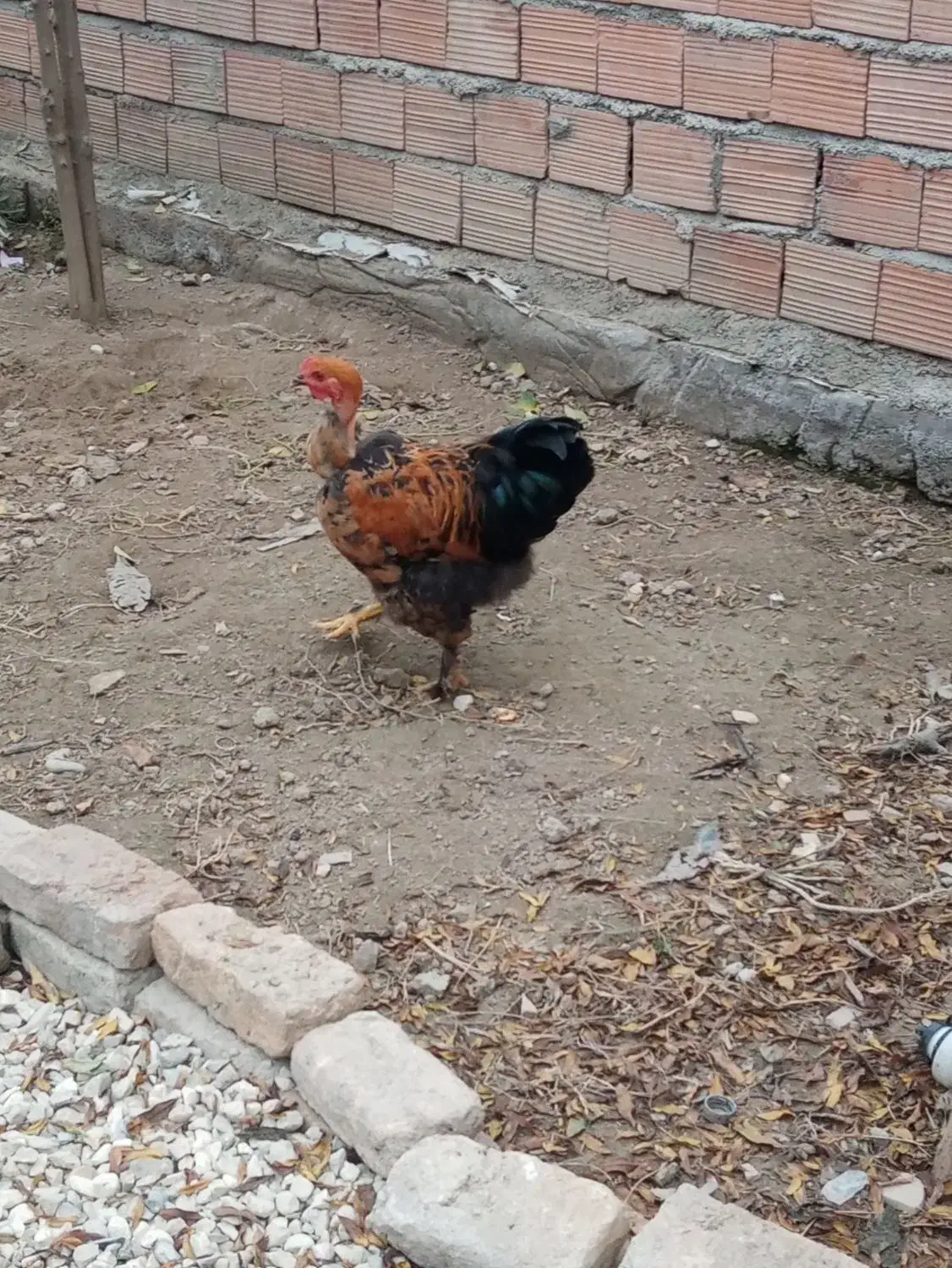 شاخدار|حیوانات مزرعه|سیجوال, |دیوار