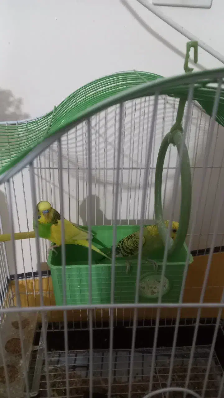 مرغ عشق نر و ماده که سه تا تخم هم دارند|پرنده|بندر کنگان, |دیوار