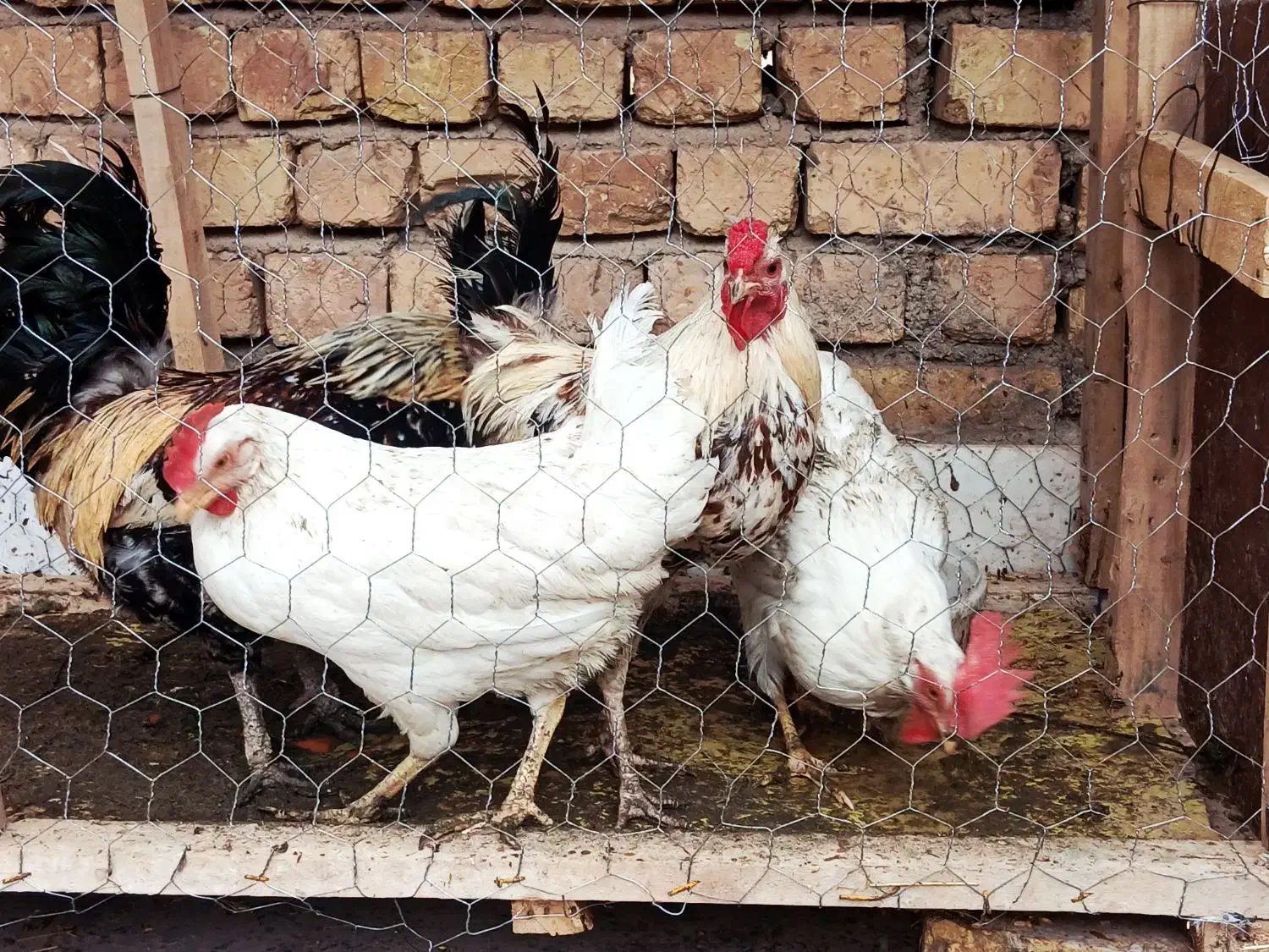 مرغ|حیوانات مزرعه|نجفآباد, رحمت آباد|دیوار