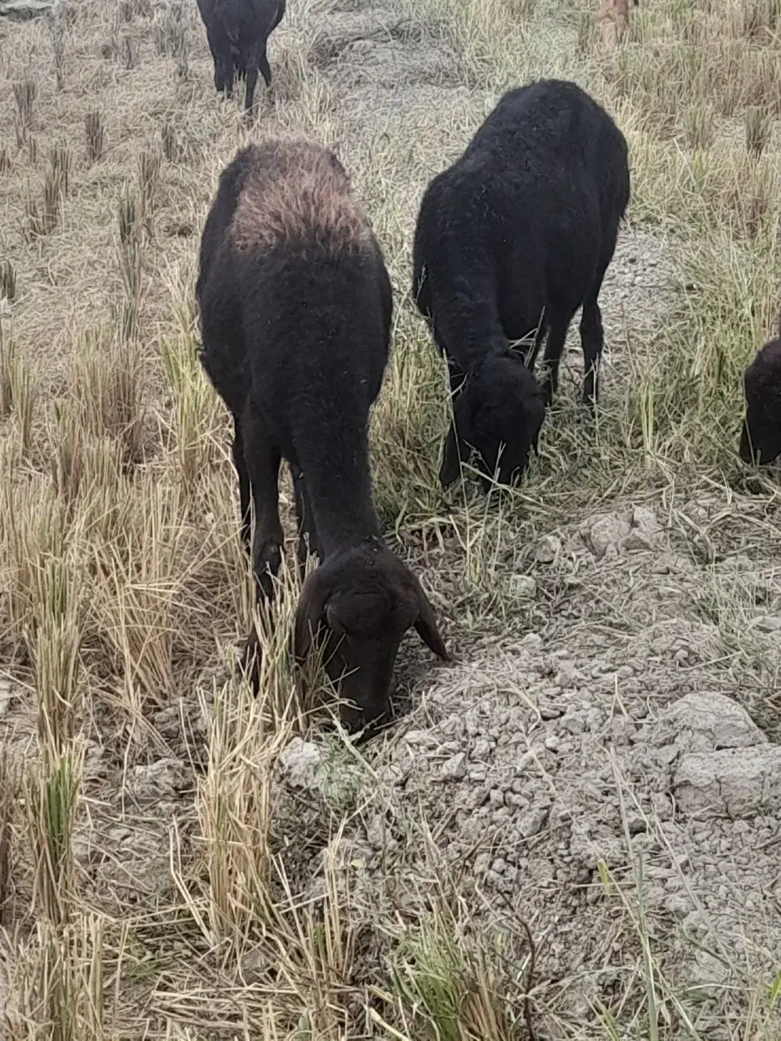 گوسفند قزل افشار|حیوانات مزرعه|گنبد کاووس, |دیوار