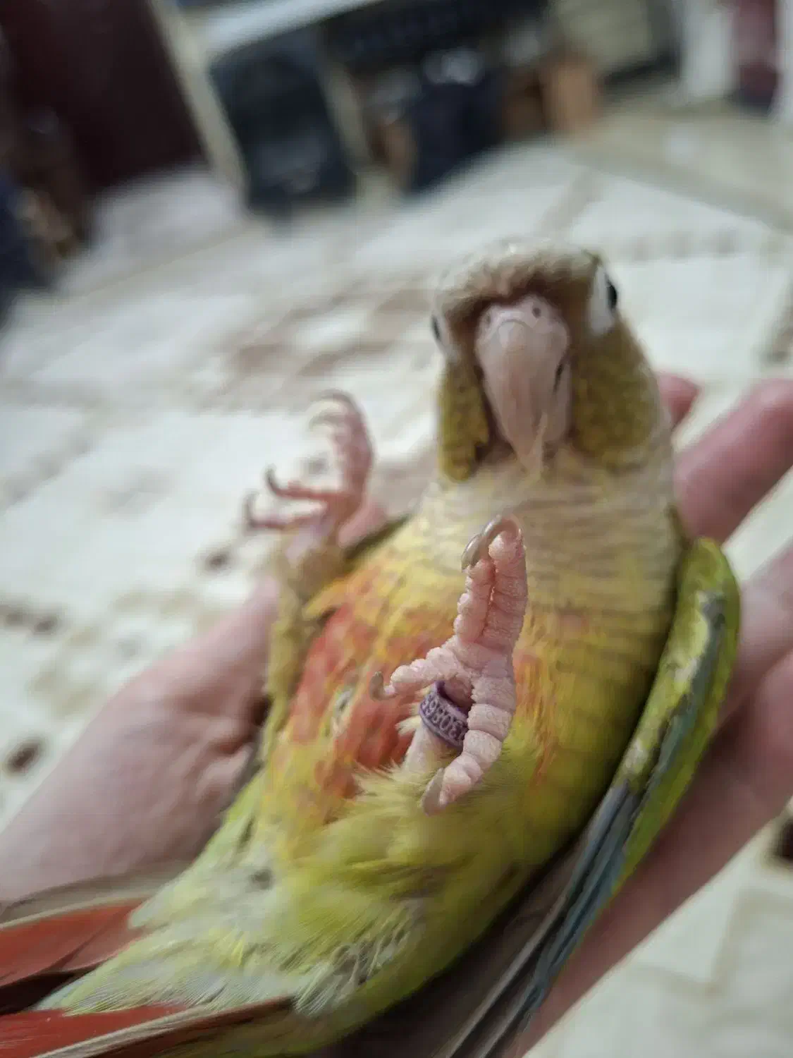 طوطی گرینچیک|پرنده|تهران, یافت‌آباد|دیوار