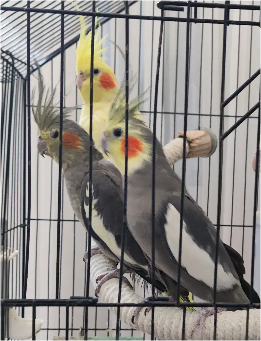 کوکاتیل(عروس) نر جوان|پرنده|رشت, خمیران زاهدان|دیوار