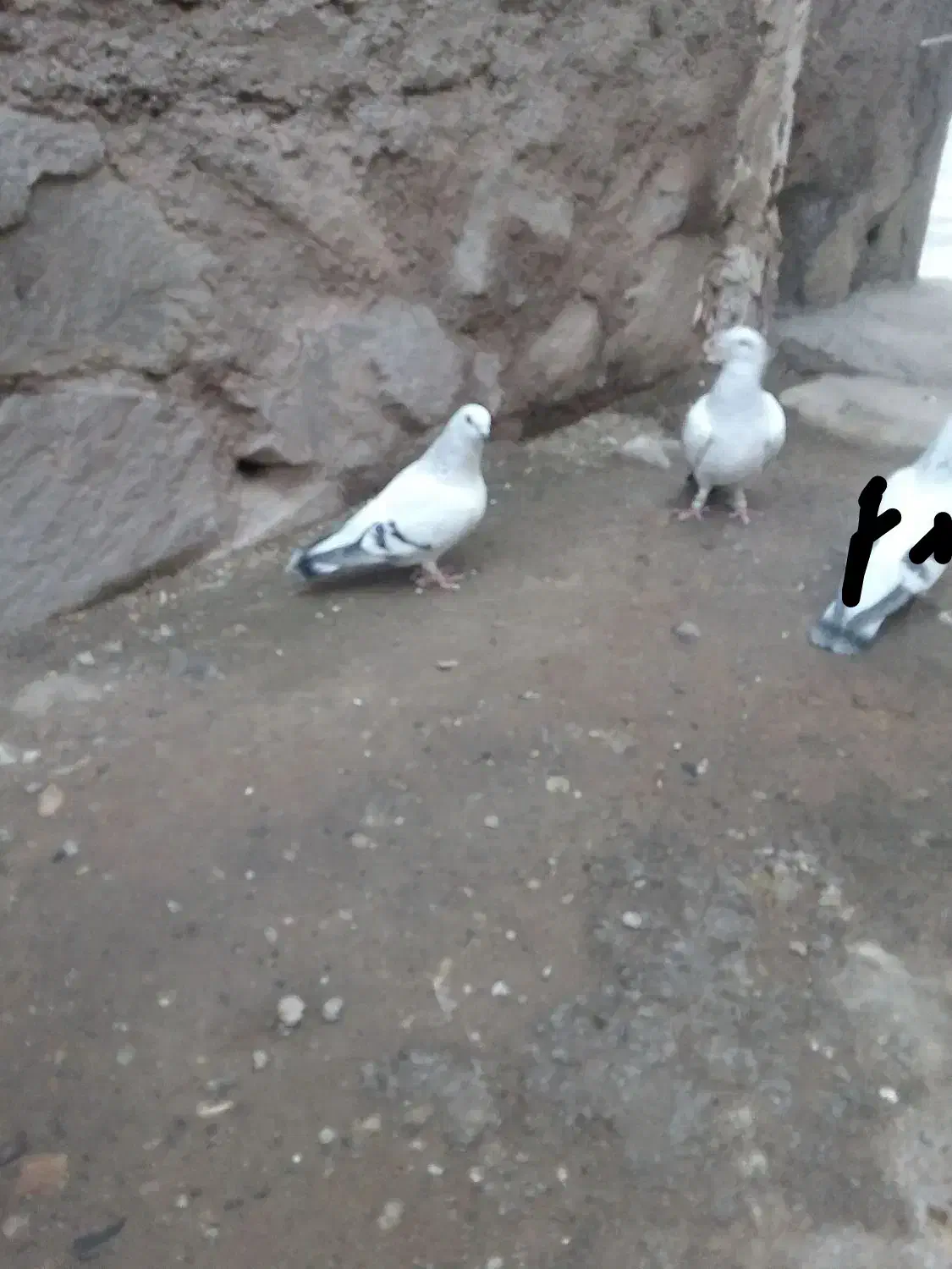 سه تاشامی|پرنده|نیشابور, مازول|دیوار