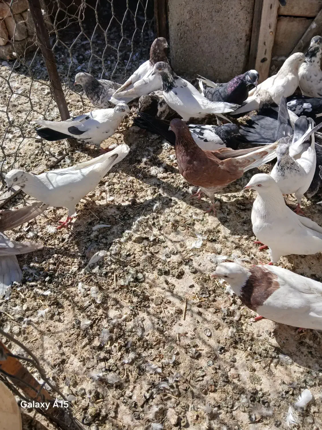 کفتر یه خانه|پرنده|همدان, |دیوار