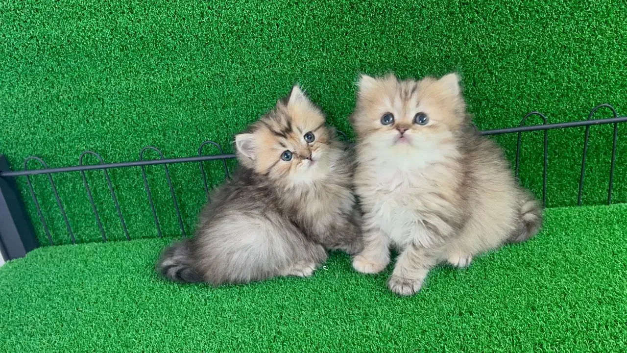 پیشی های ناز|گربه|تهران, قیطریه|دیوار