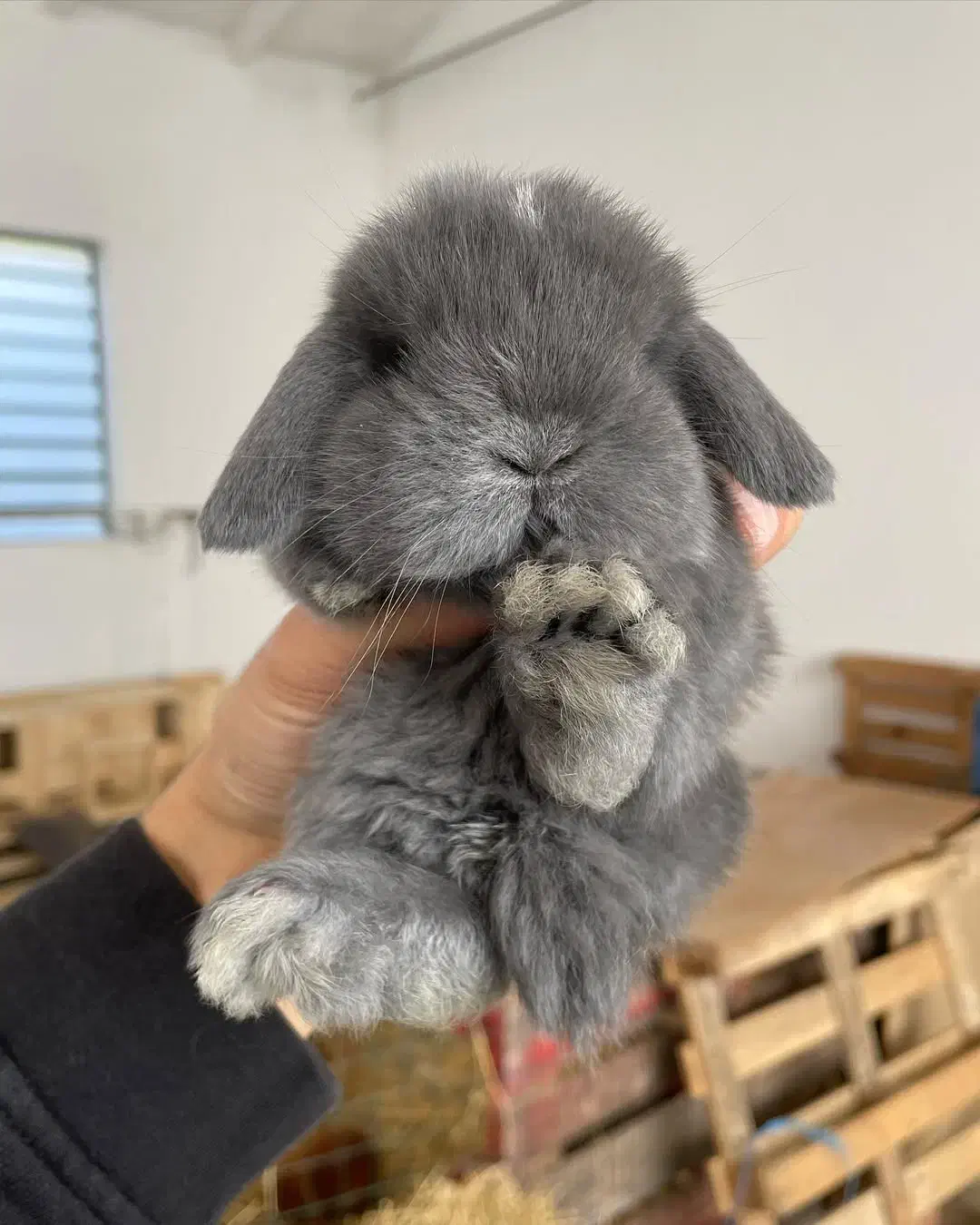 خرگوش ایتالیایی عروسکی|موش و خرگوش|اهواز, گلستان|دیوار