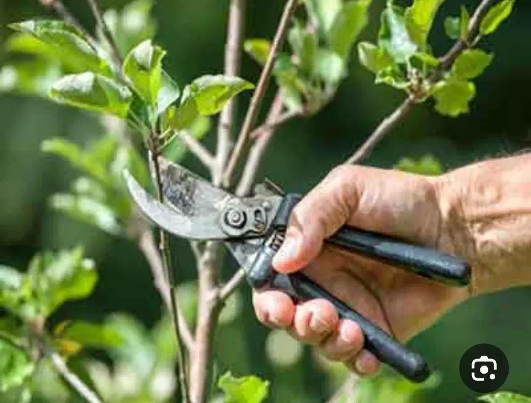 حرس کار هستم حرس درختان پذیرفته میشه|خدمات باغبانی و درختکاری|نوشین شهر, |دیوار