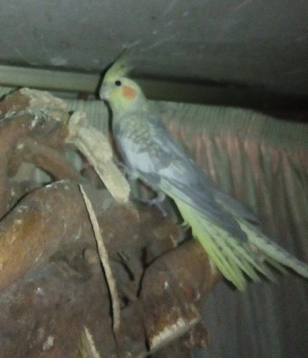 عروس هلندی نر و مادخ|پرنده|شاهین‌شهر, شهرک گلدیس|دیوار