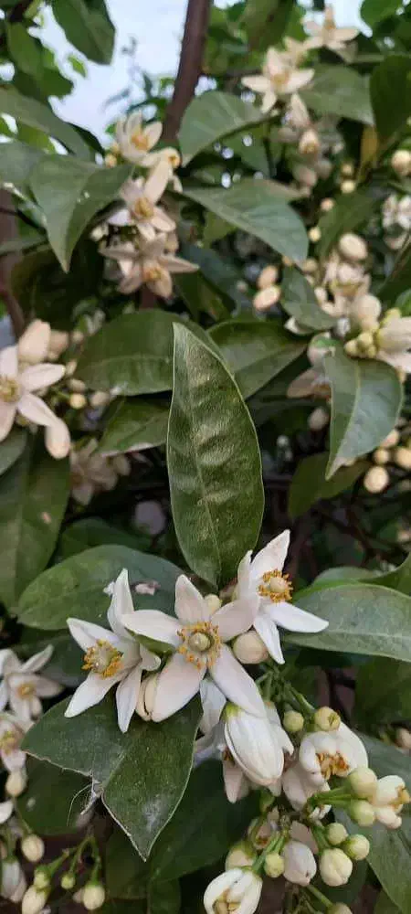 فروش زمینی با موقعیت ساخت و ساز در مکان مناسب|فروش زمین و ملک کلنگی|گیلوان, |دیوار