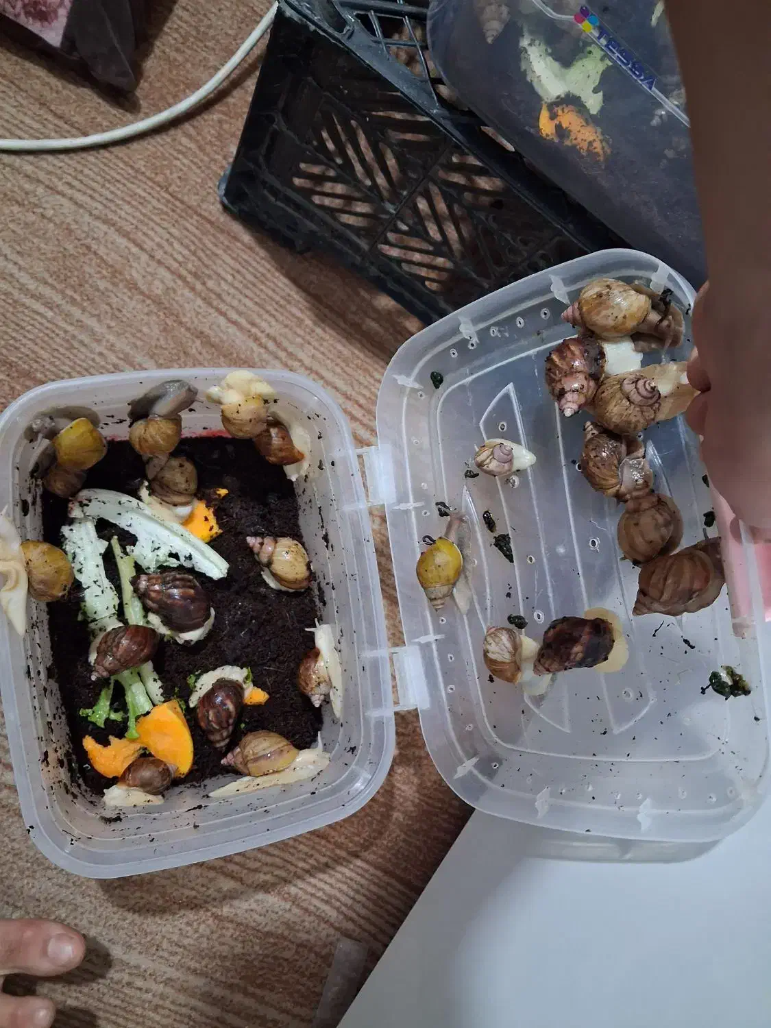 فروش حلزون آچاچینا|خزنده|قدس, شهرقدس|دیوار