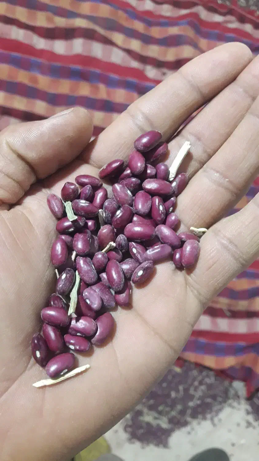 لوییا قرمز|خوردنی و آشامیدنی|بزینه رود, |دیوار