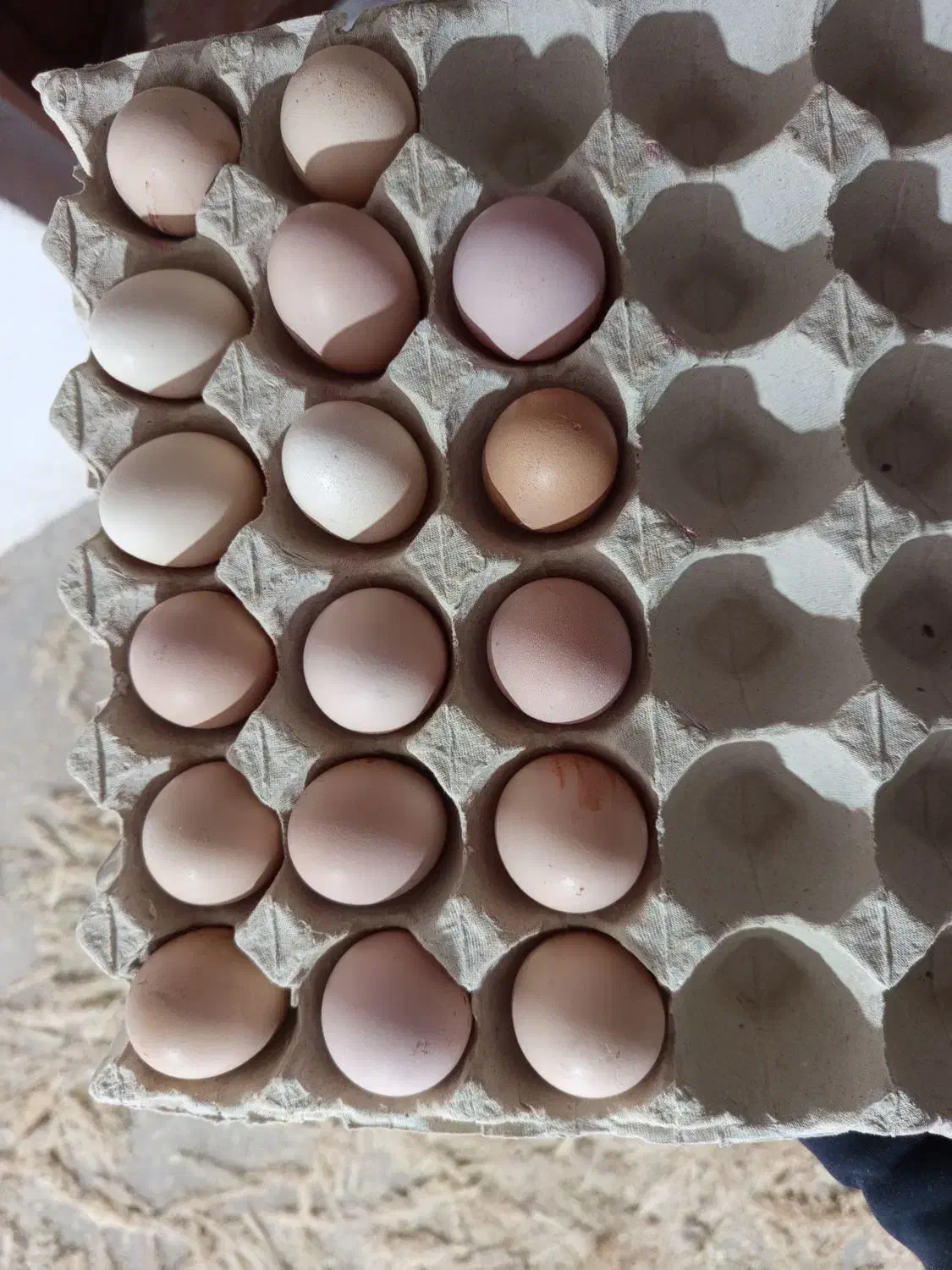 تخم مرغ محلی تازه|خوردنی و آشامیدنی|کرمان, |دیوار