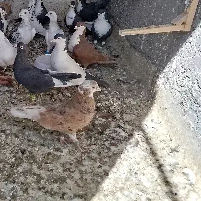 شازده وکربلایی جفت نرهم پرشی هم جوجه کشی تظمینی|پرنده|تربت‌حیدریه, یحیی آباد|دیوار