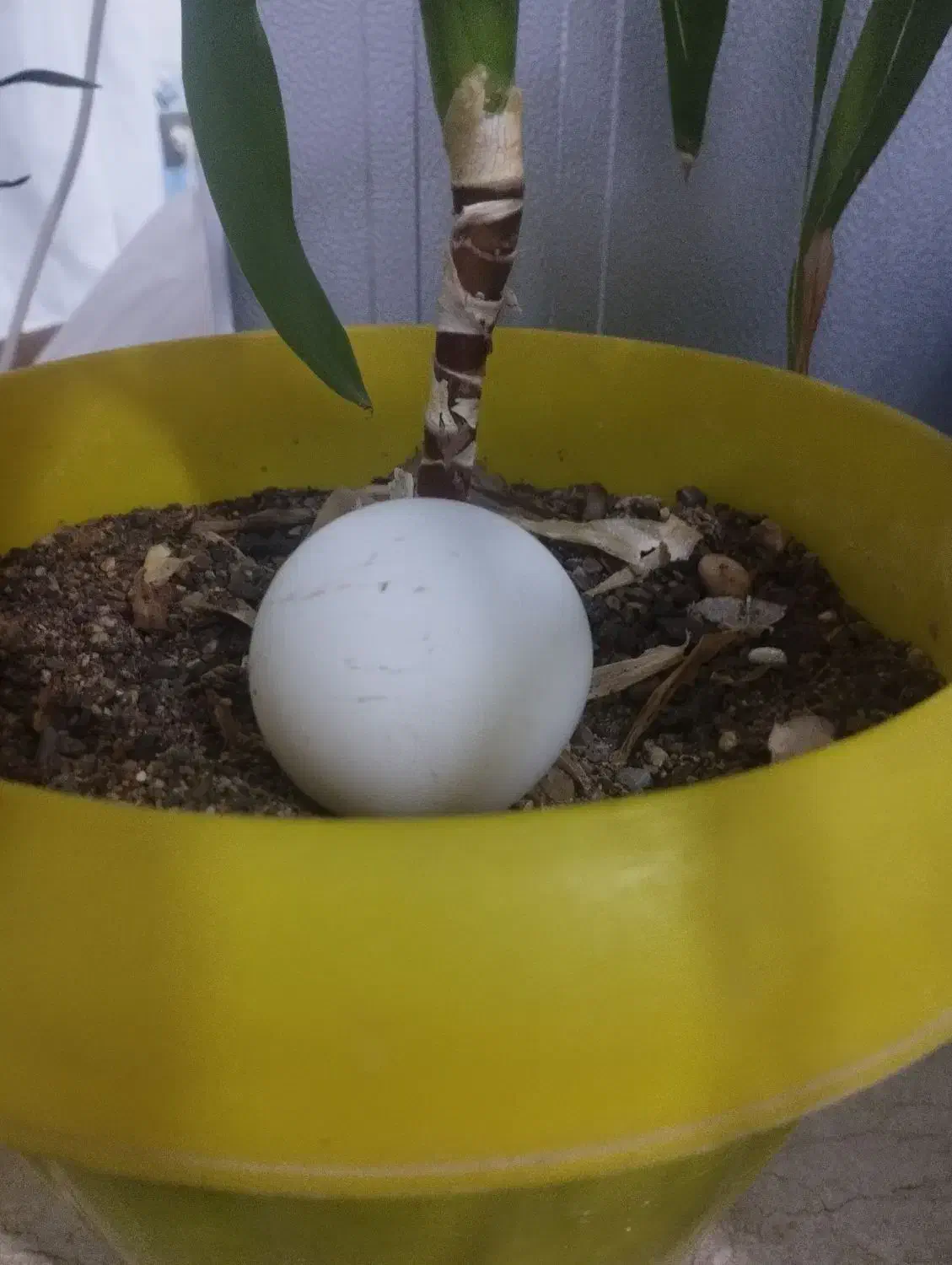 سنگ الماس اسیاب|جواهرات|تاکستان, |دیوار