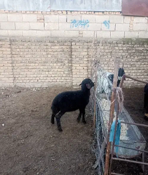 ۲رآس بره نر،بهترین جنس دار ،قزل افشار ،خوراک خور|حیوانات مزرعه|آق قلا, |دیوار