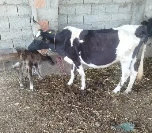 گاو گوساله دار|حیوانات مزرعه|آق قلا, |دیوار