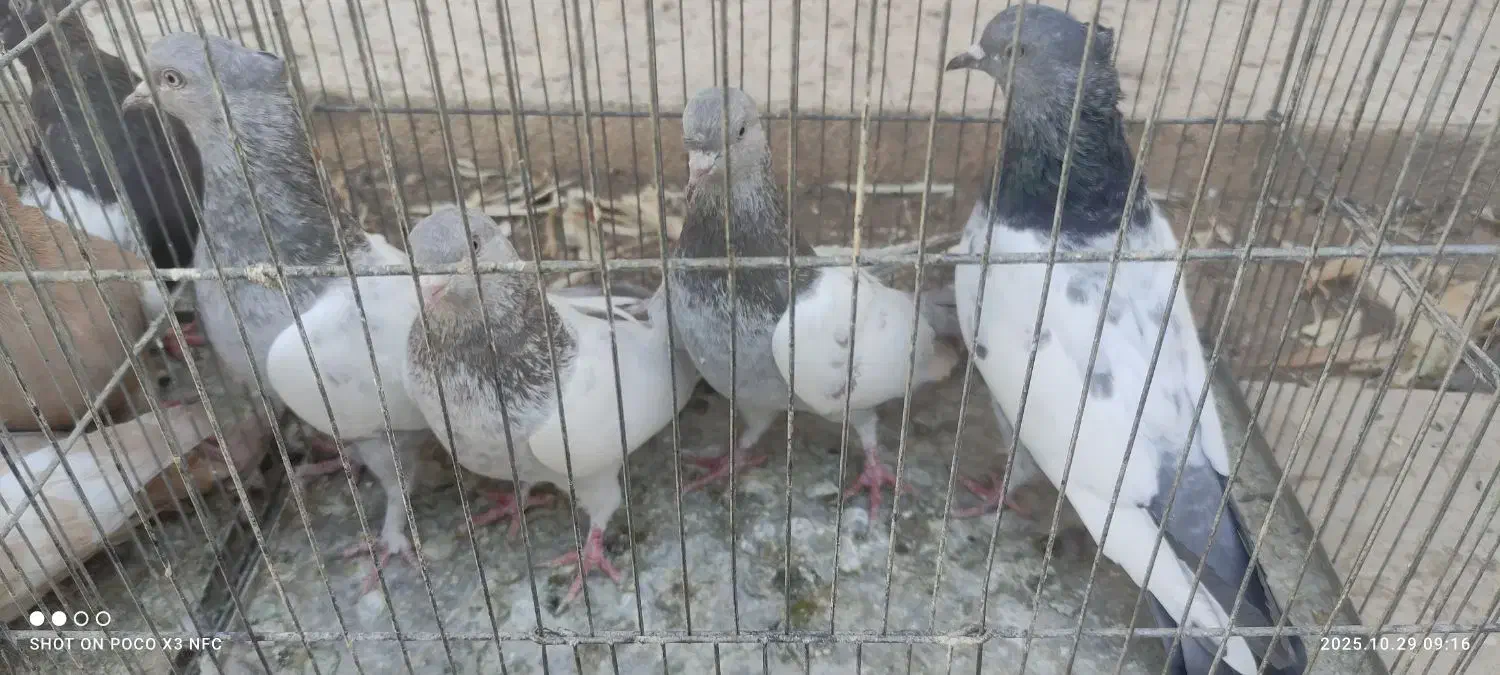 تعدادی کفتر ماده بهبونی|پرنده|شیراز, رکنآباد|دیوار