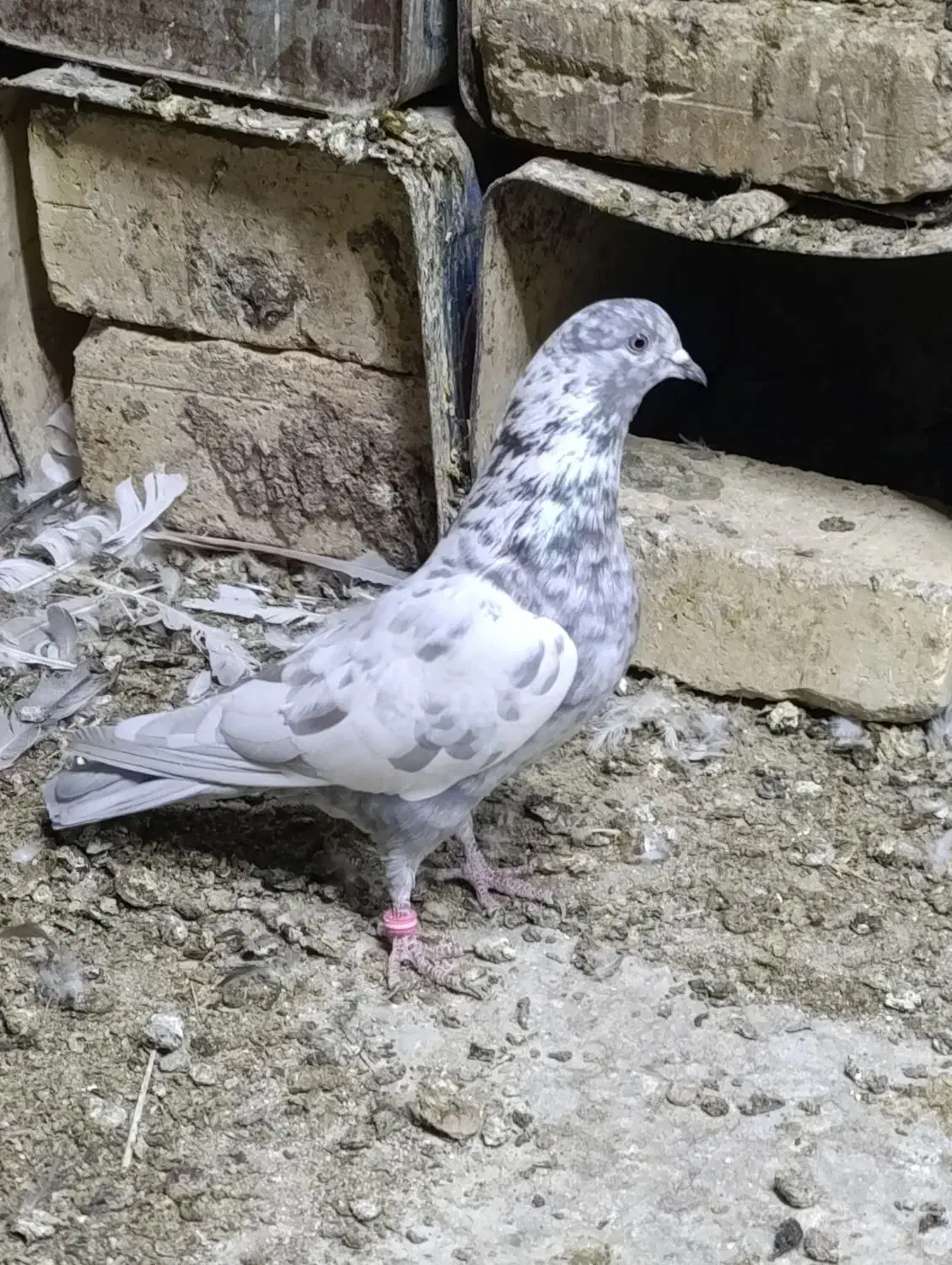 کفتر سرور نر و ماده پرشی|پرنده|زیباشهر, |دیوار