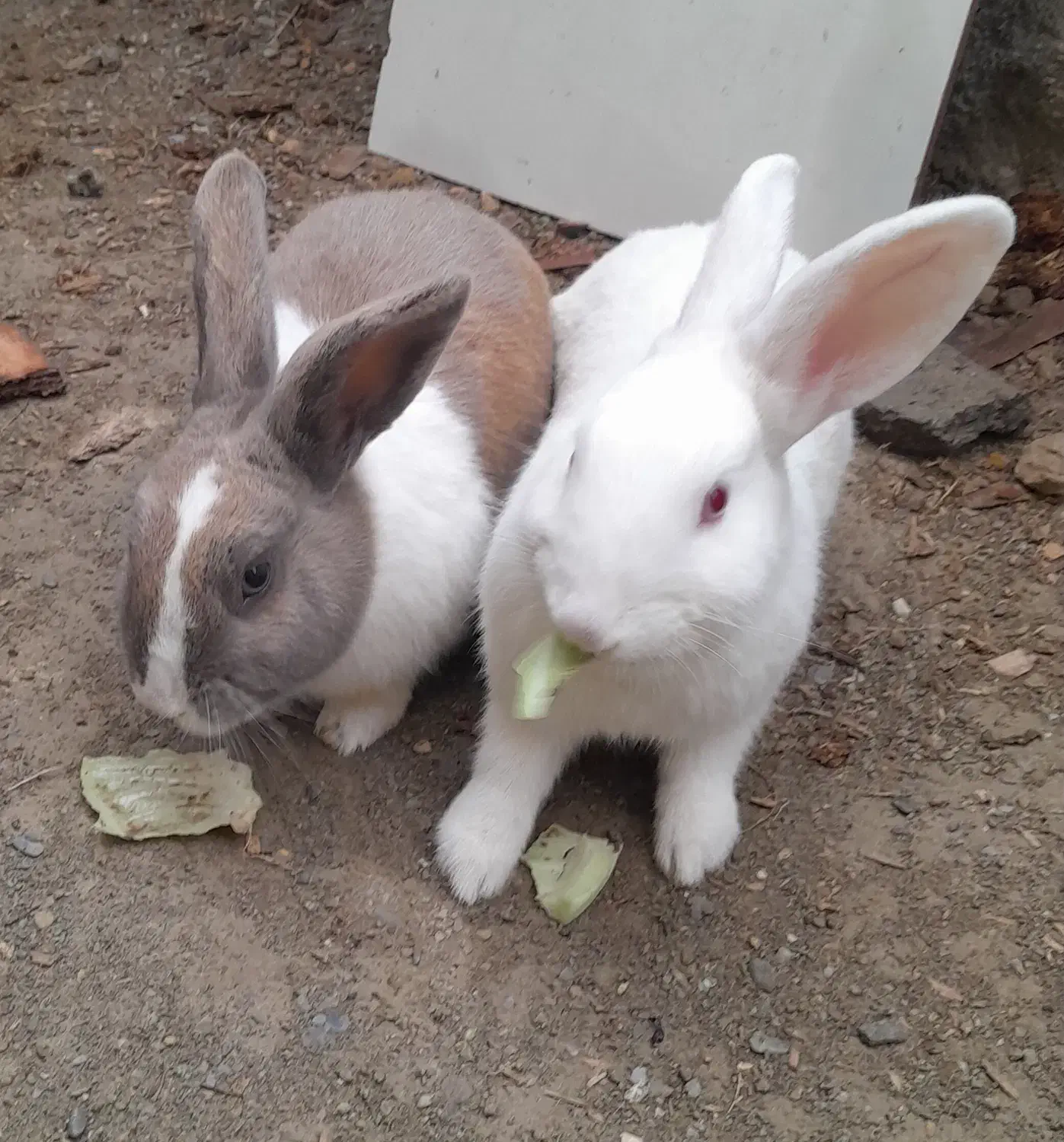 خرگوش نر و ماده|موش و خرگوش|بندر ترکمن, |دیوار