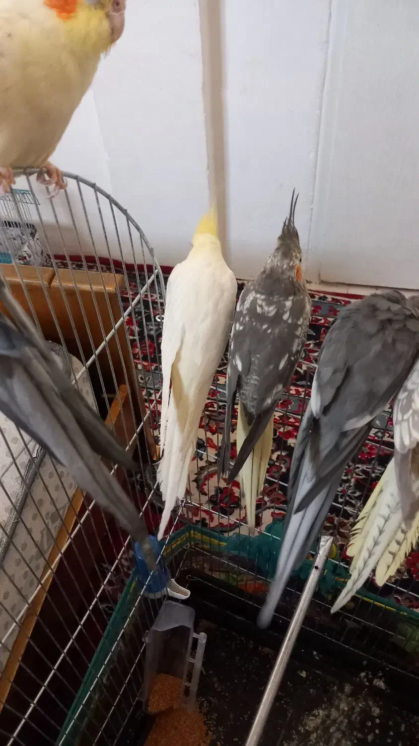 فروشی|لباس|سهند, |دیوار