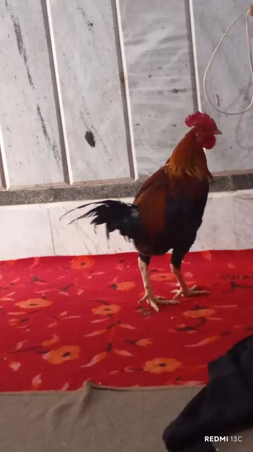 فروشی|حیوانات مزرعه|زاهدان, |دیوار