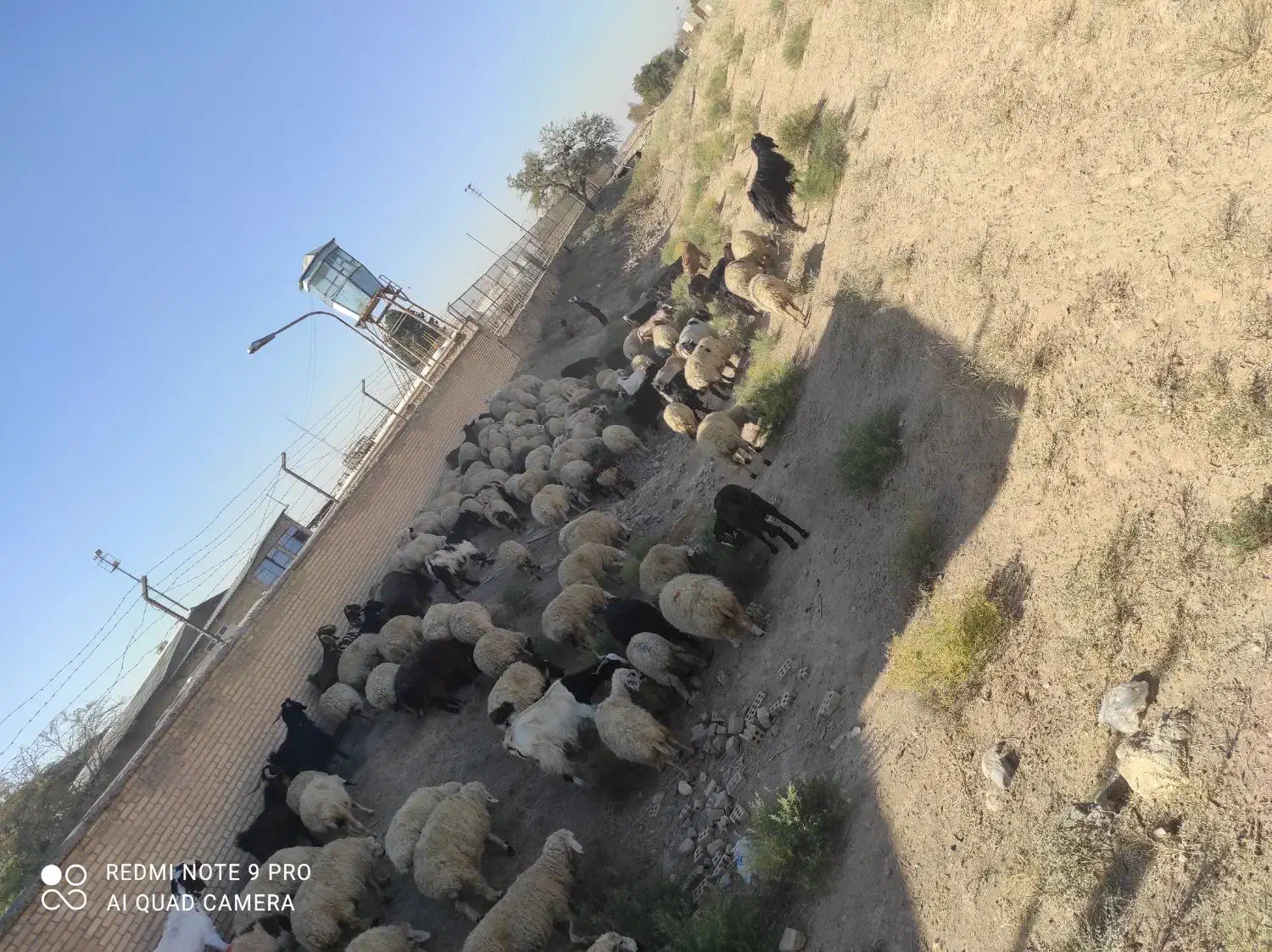 گله میش وبز جوان یک صاحب  برای مالداری  وپرواری|حیوانات مزرعه|رضویه, |دیوار