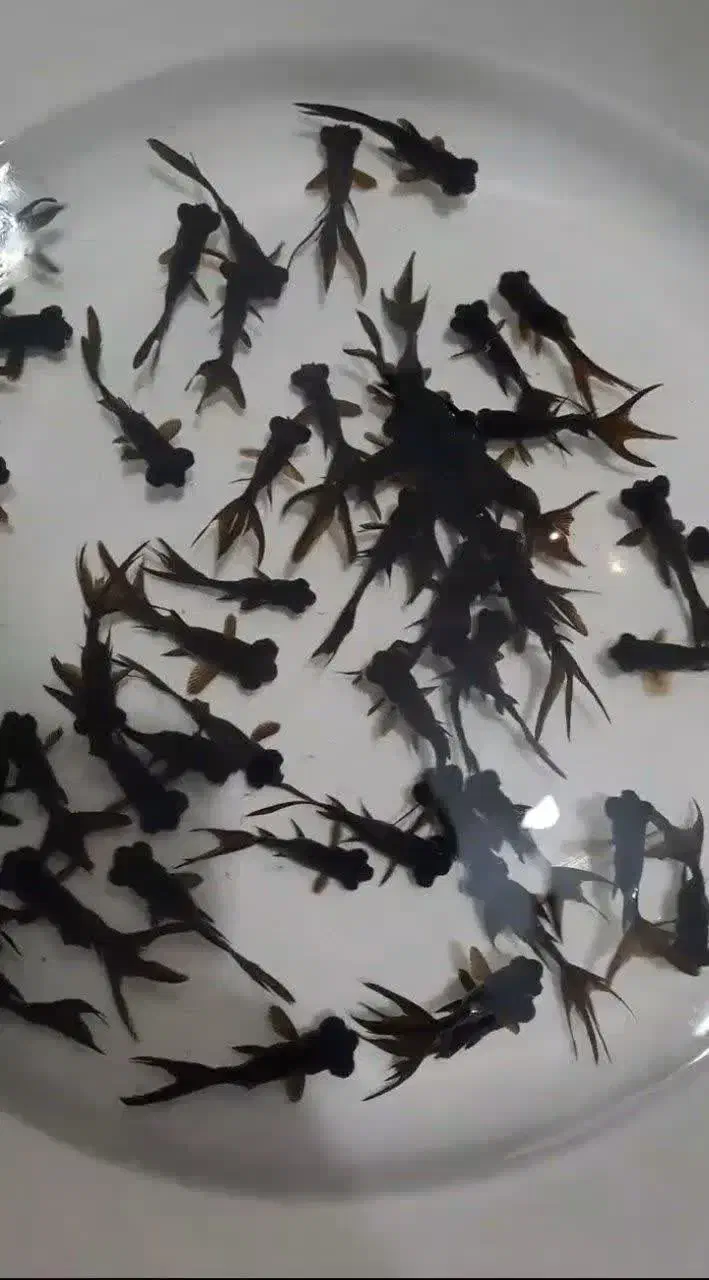 ماهی کاشی|ماهی|شاهرود, |دیوار