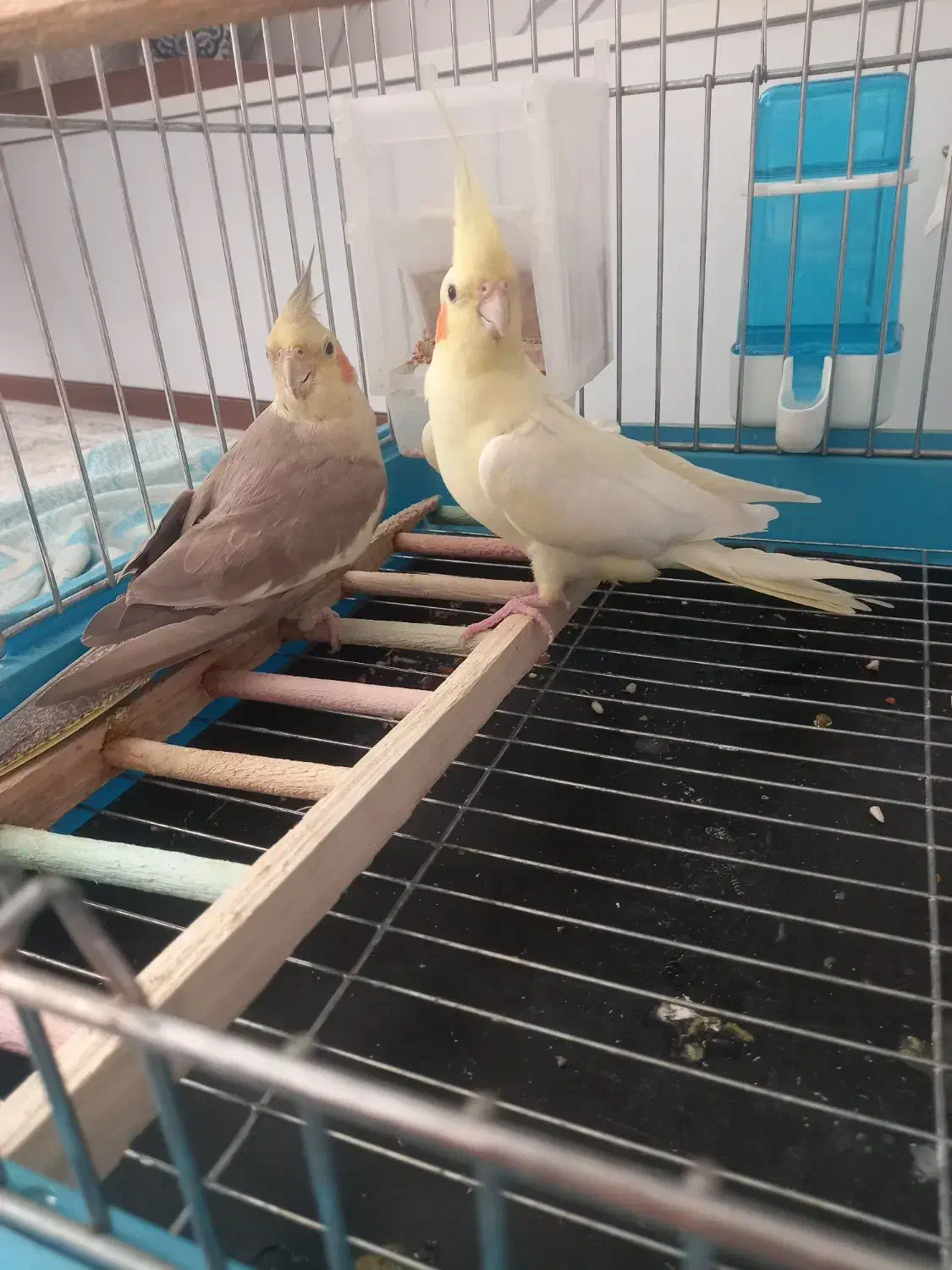 عروس هلندی|پرنده|تهران, پیکان شهر|دیوار