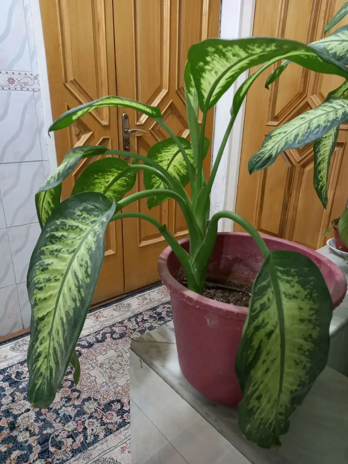 گل دیفن باخیا|گل و گیاه طبیعی|فلاورجان, |دیوار