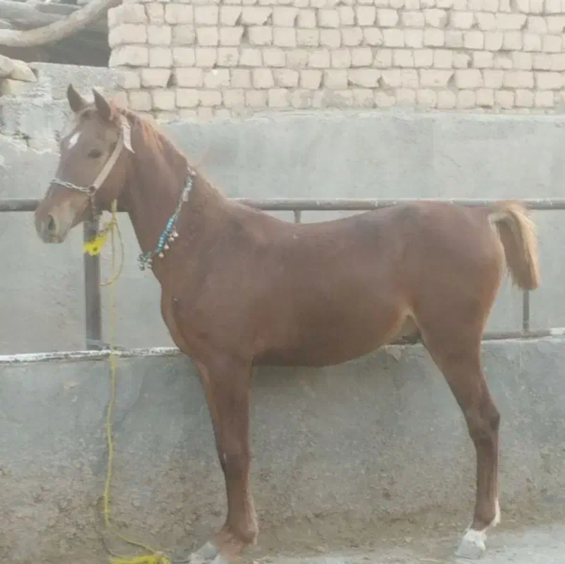 اسب کره|اسب و تجهیزات اسب‌سواری|قم, قلعه کامکار|دیوار